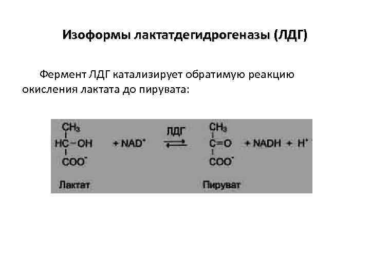Изоформы лактатдегидрогеназы (ЛДГ) Фермент ЛДГ катализирует обратимую реакцию окисления лактата до пирувата: 