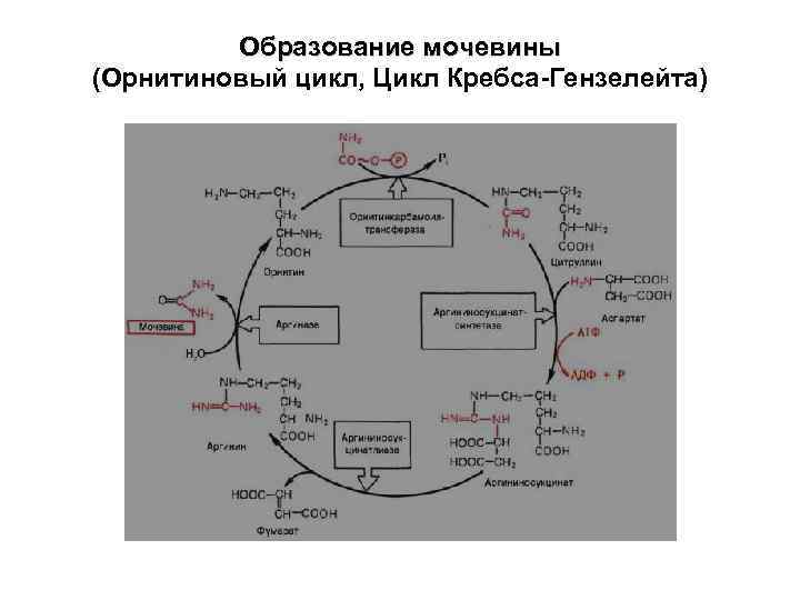 Орнитиновый цикл схема