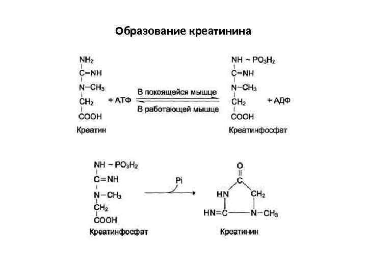 Креатинин 48