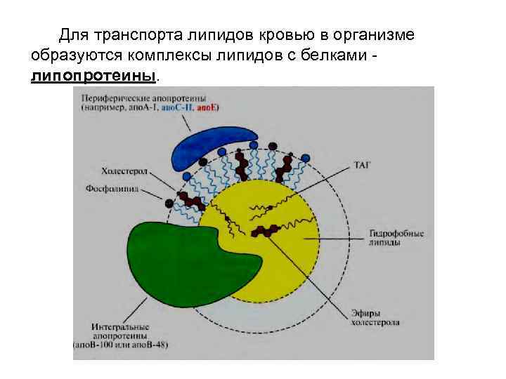  Для транспорта липидов кровью в организме образуются комплексы липидов с белками - липопротеины.