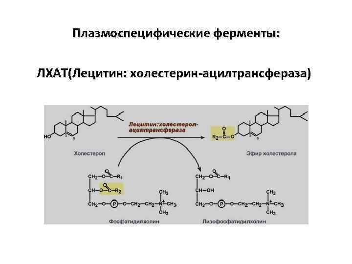Плазмоспецифические ферменты: ЛХАТ(Лецитин: холестерин-ацилтрансфераза) 