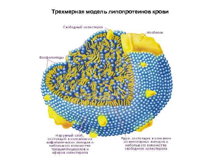 Трехмерная модель липопротеинов крови 