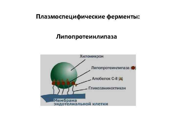 Плазмоспецифические ферменты: Липопротеинлипаза 