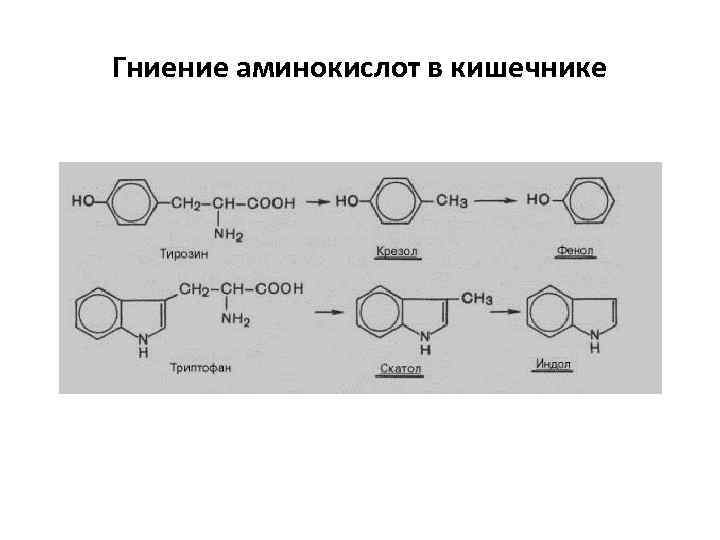 Гниение аминокислот в кишечнике 