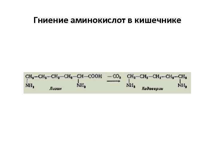 Гниение аминокислот в кишечнике 