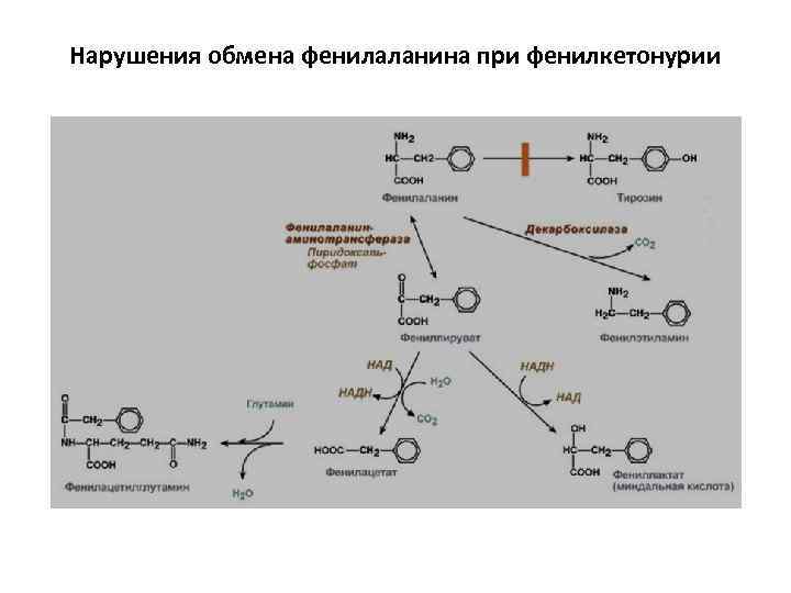 Нарушения обмена фенилаланина при фенилкетонурии 