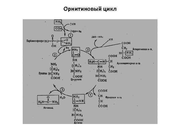 Орнитиновый цикл 