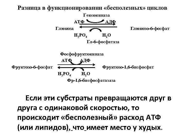 Разница в функционировании «бесполезных» циклов Гексокиназа АТФ АДФ Глюкоза Глюкозо-6 -фосфат Н 3 РО