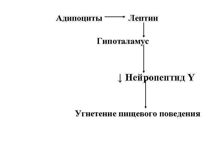 Адипоциты Лептин Гипоталамус ↓ Нейропептид Y Угнетение пищевого поведения 