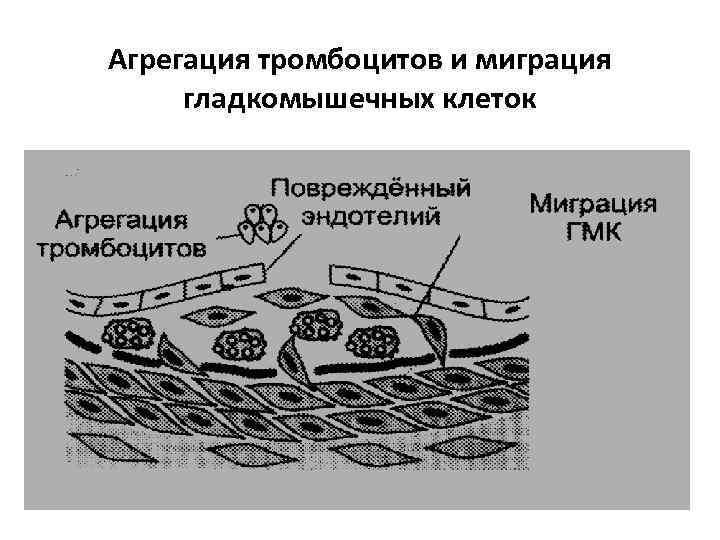 Агрегация тромбоцитов и миграция гладкомышечных клеток 