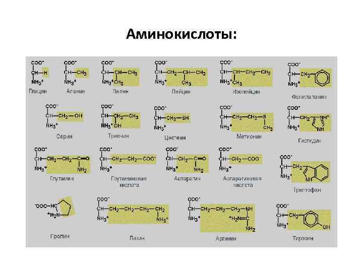 Аминокислоты: 