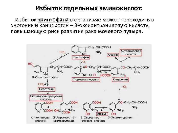 Триптофан биохимия