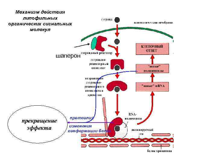 Механизм действия липофильных органических сигнальных молекул шаперон прекращение эффекта протеолиз изменения конформации белка 
