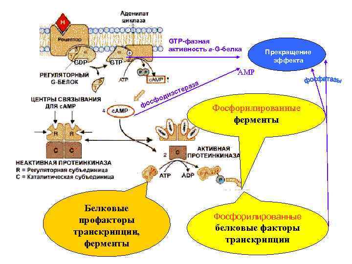 GTР-фазная активность а-G-белка GDР GTР Прекращение эффекта АМР э ди фо с фо Белковые