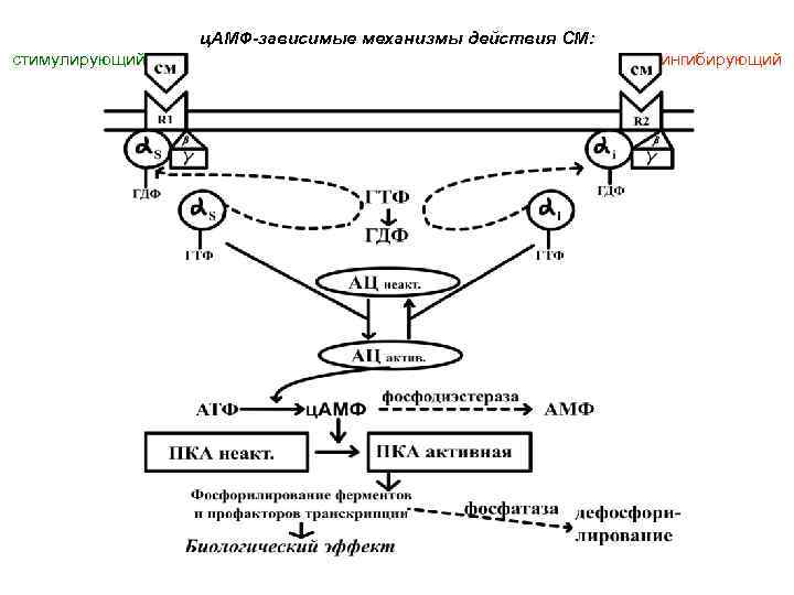 ц. АМФ-зависимые механизмы действия СМ: стимулирующий ингибирующий 