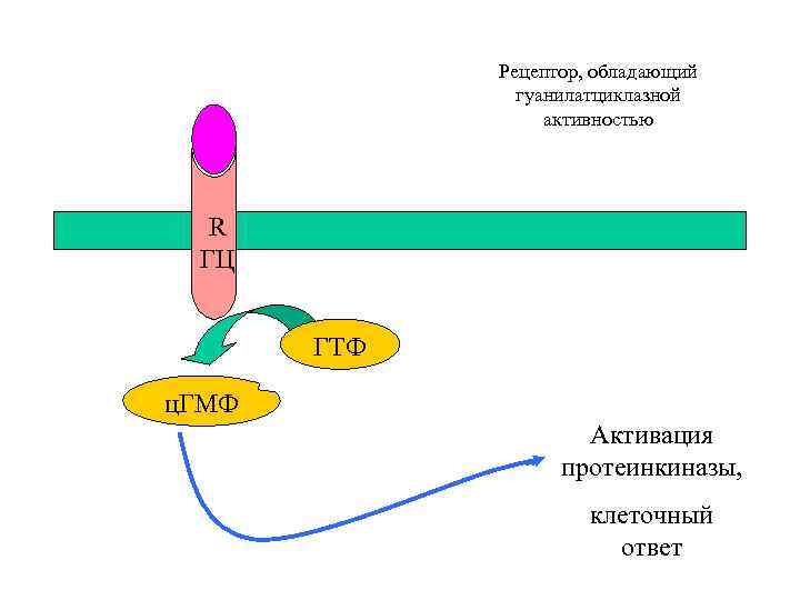 Рецептор, обладающий гуанилатциклазной активностью R ГЦ ГТФ ц. ГМФ Активация протеинкиназы, клеточный ответ 