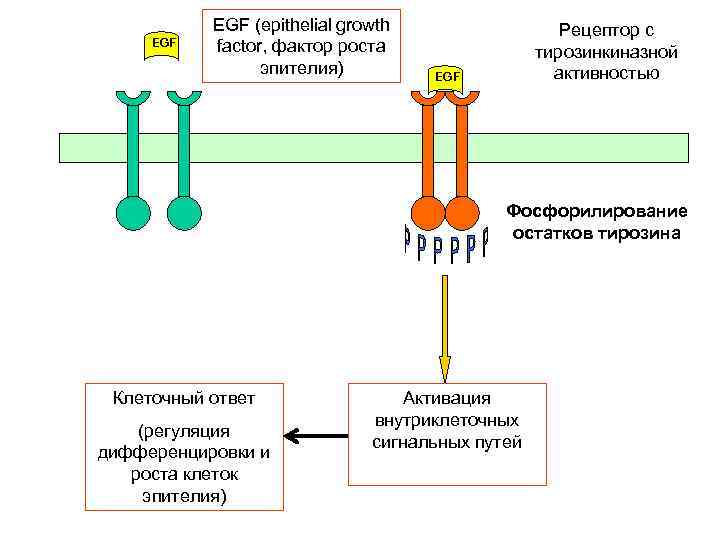 EGF (epithelial growth factor, фактор роста эпителия) Рецептор с тирозинкиназной активностью EGF Фосфорилирование остатков