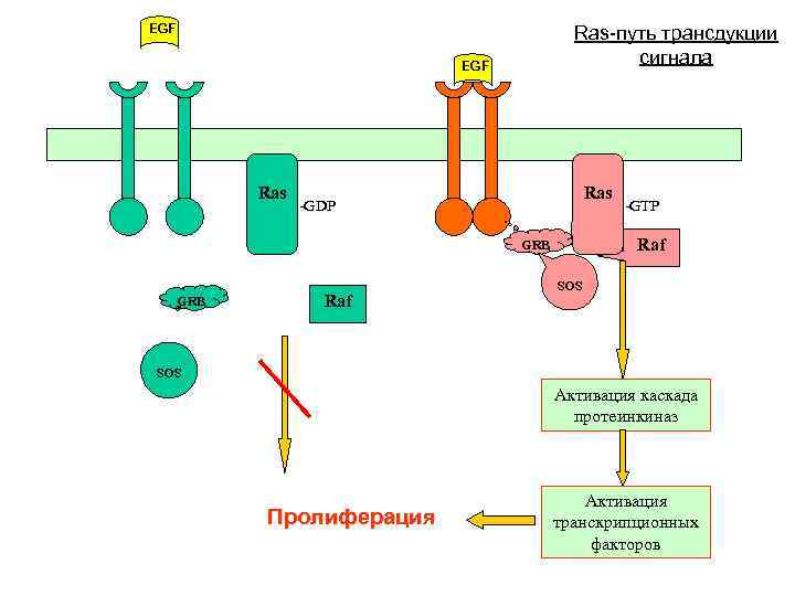 EGF Ras-путь трансдукции сигнала EGF Ras -GDP Raf GRB Raf -GTP SOS Активация каскада