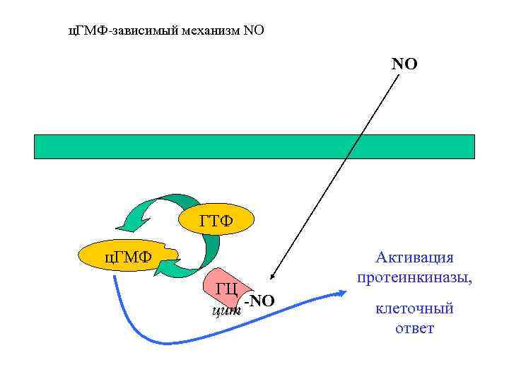 ц. ГМФ-зависимый механизм NO NO ГТФ ц. ГМФ ГЦ цит -NO Активация протеинкиназы, клеточный