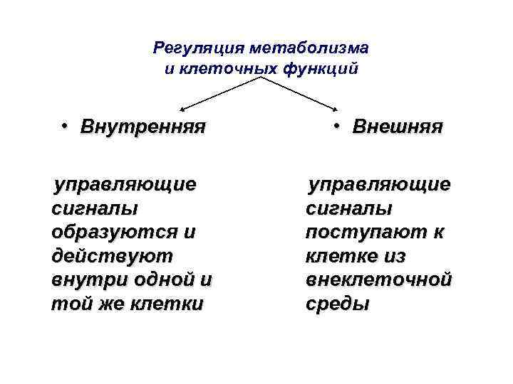 Регуляция метаболизма и клеточных функций • Внутренняя управляющие сигналы образуются и действуют внутри одной