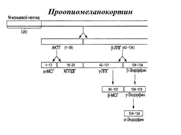 Проопиомеланокортин 