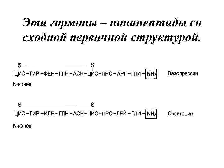 Эти гормоны – нонапептиды со сходной первичной структурой. 