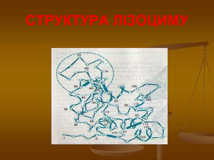 СТРУКТУРА ЛІЗОЦИМУ 