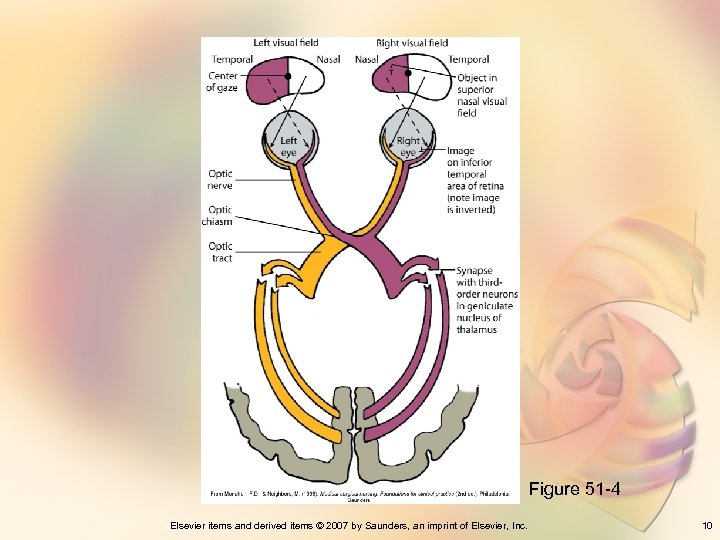 Figure 51 -4 Elsevier items and derived items © 2007 by Saunders, an imprint