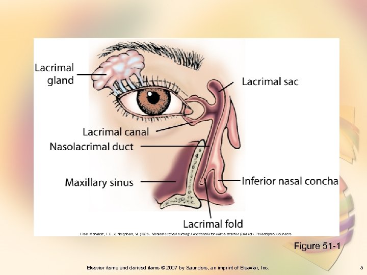 Figure 51 -1 Elsevier items and derived items © 2007 by Saunders, an imprint