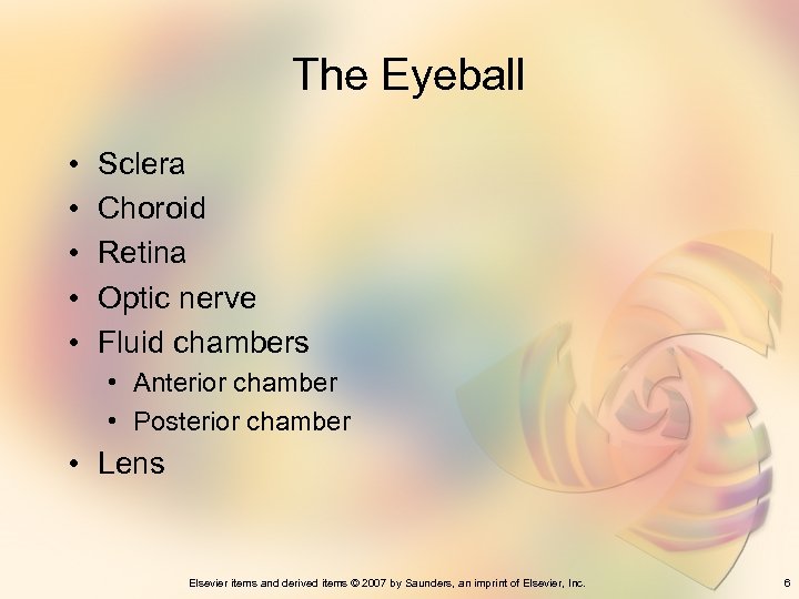 The Eyeball • • • Sclera Choroid Retina Optic nerve Fluid chambers • Anterior