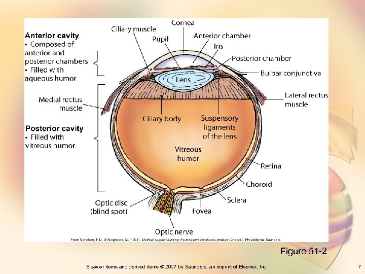 Figure 51 -2 Elsevier items and derived items © 2007 by Saunders, an imprint