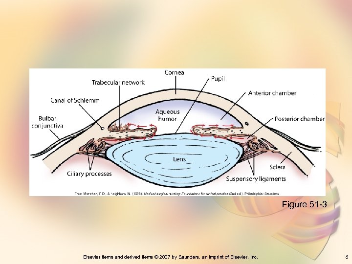 Figure 51 -3 Elsevier items and derived items © 2007 by Saunders, an imprint