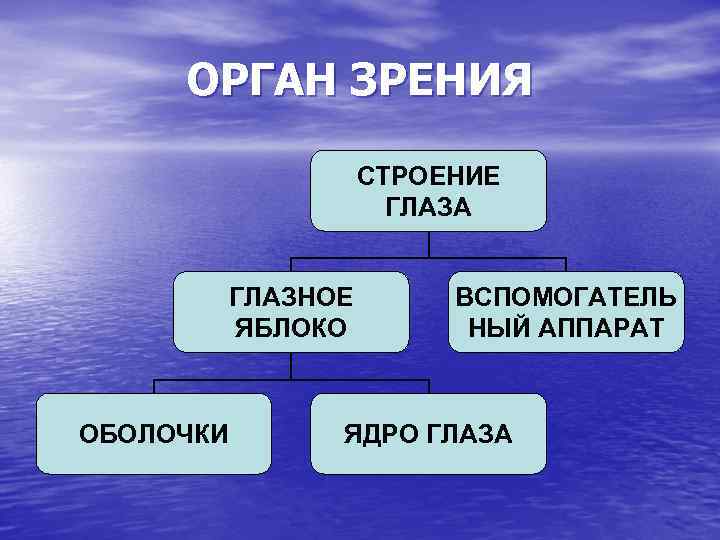 ОРГАН ЗРЕНИЯ СТРОЕНИЕ ГЛАЗА ГЛАЗНОЕ ЯБЛОКО ОБОЛОЧКИ ВСПОМОГАТЕЛЬ НЫЙ АППАРАТ ЯДРО ГЛАЗА 