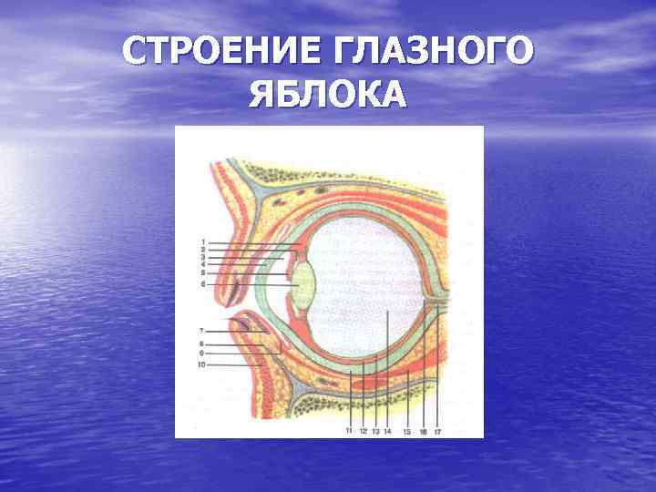 СТРОЕНИЕ ГЛАЗНОГО ЯБЛОКА 