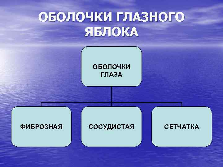 ОБОЛОЧКИ ГЛАЗНОГО ЯБЛОКА ОБОЛОЧКИ ГЛАЗА ФИБРОЗНАЯ СОСУДИСТАЯ СЕТЧАТКА 