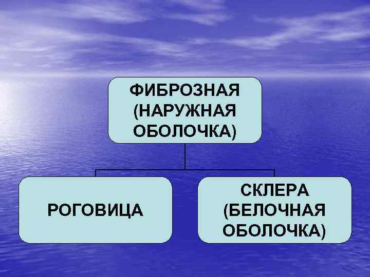 ФИБРОЗНАЯ (НАРУЖНАЯ ОБОЛОЧКА) РОГОВИЦА СКЛЕРА (БЕЛОЧНАЯ ОБОЛОЧКА) 