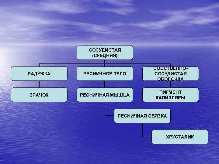 СОСУДИСТАЯ (СРЕДНЯЯ) РАДУЖКА РЕСНИЧНОЕ ТЕЛО СОБСТВЕННОСОСУДИСТАЯ ОБОЛОЧКА ЗРАЧОК РЕСНИЧНАЯ МЫШЦА ПИГМЕНТ КАПИЛЛЯРЫ РЕСНИЧНАЯ СВЯЗКА