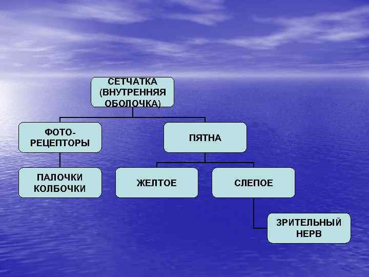 СЕТЧАТКА (ВНУТРЕННЯЯ ОБОЛОЧКА) ФОТОРЕЦЕПТОРЫ ПАЛОЧКИ КОЛБОЧКИ ПЯТНА ЖЕЛТОЕ СЛЕПОЕ ЗРИТЕЛЬНЫЙ НЕРВ 