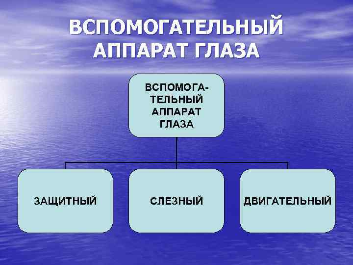 ВСПОМОГАТЕЛЬНЫЙ АППАРАТ ГЛАЗА ЗАЩИТНЫЙ СЛЕЗНЫЙ ДВИГАТЕЛЬНЫЙ 