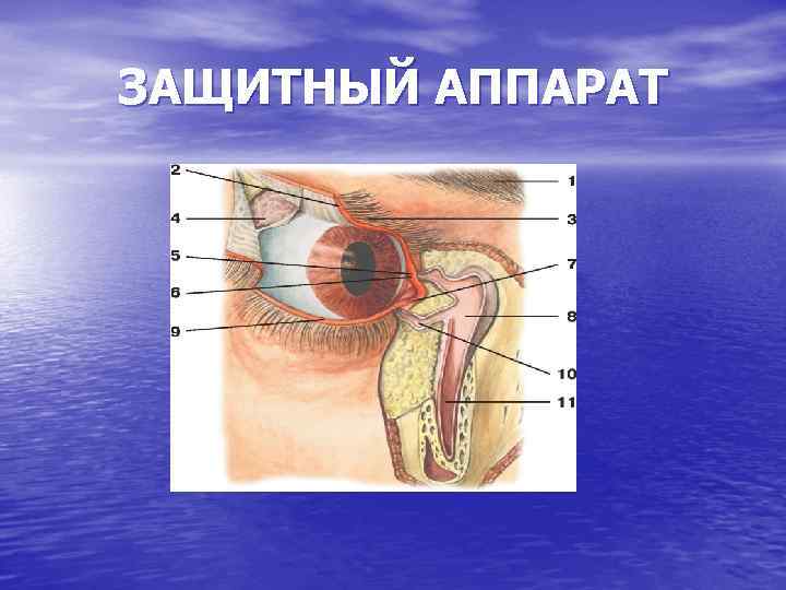 ЗАЩИТНЫЙ АППАРАТ 