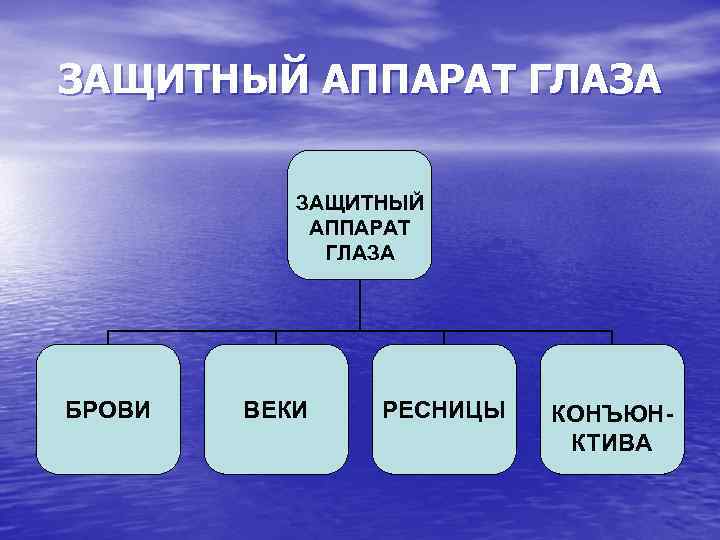 ЗАЩИТНЫЙ АППАРАТ ГЛАЗА БРОВИ ВЕКИ РЕСНИЦЫ КОНЪЮНКТИВА 