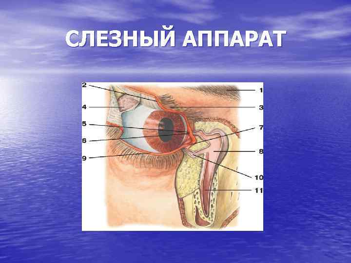 СЛЕЗНЫЙ АППАРАТ 