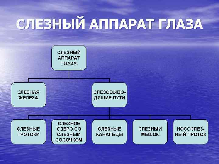 СЛЕЗНЫЙ АППАРАТ ГЛАЗА СЛЕЗНАЯ ЖЕЛЕЗА СЛЕЗНЫЕ ПРОТОКИ СЛЕЗОВЫВОДЯЩИЕ ПУТИ СЛЕЗНОЕ ОЗЕРО СО СЛЕЗНЫМ СОСОЧКОМ