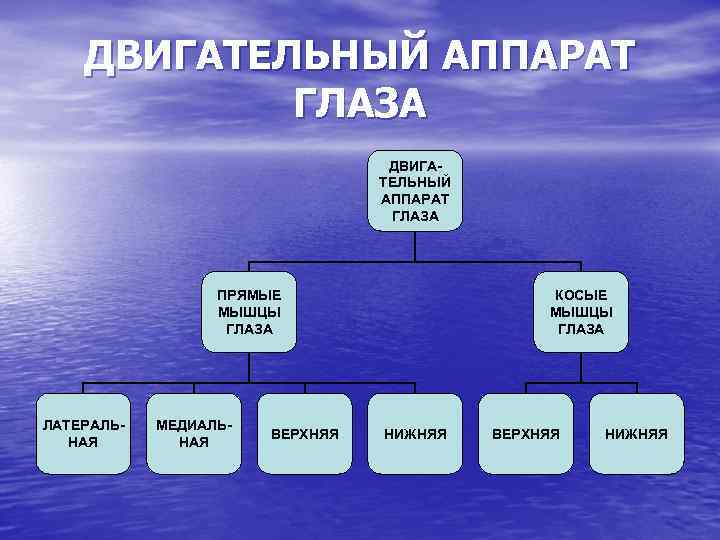 ДВИГАТЕЛЬНЫЙ АППАРАТ ГЛАЗА ПРЯМЫЕ МЫШЦЫ ГЛАЗА ЛАТЕРАЛЬНАЯ МЕДИАЛЬНАЯ ВЕРХНЯЯ КОСЫЕ МЫШЦЫ ГЛАЗА НИЖНЯЯ ВЕРХНЯЯ