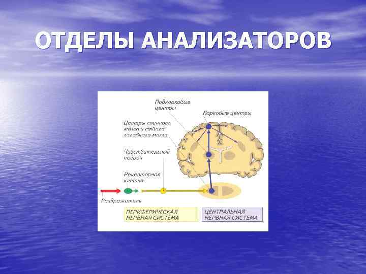 Схема отделов анализатора