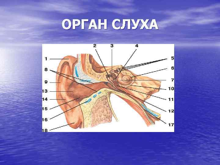 ОРГАН СЛУХА 