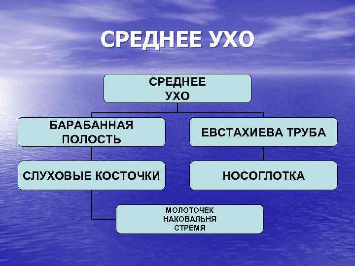 СРЕДНЕЕ УХО БАРАБАННАЯ ПОЛОСТЬ ЕВСТАХИЕВА ТРУБА СЛУХОВЫЕ КОСТОЧКИ НОСОГЛОТКА МОЛОТОЧЕК НАКОВАЛЬНЯ СТРЕМЯ 