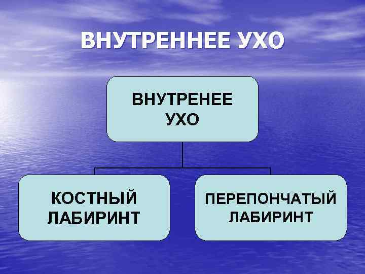 ВНУТРЕННЕЕ УХО ВНУТРЕНЕЕ УХО КОСТНЫЙ ЛАБИРИНТ ПЕРЕПОНЧАТЫЙ ЛАБИРИНТ 