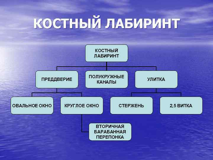 КОСТНЫЙ ЛАБИРИНТ ПРЕДДВЕРИЕ ОВАЛЬНОЕ ОКНО ПОЛУКРУЖНЫЕ КАНАЛЫ КРУГЛОЕ ОКНО СТЕРЖЕНЬ ВТОРИЧНАЯ БАРАБАННАЯ ПЕРЕПОНКА УЛИТКА