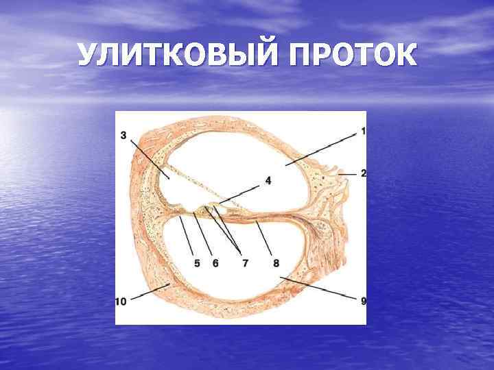 Стенки улиткового протока